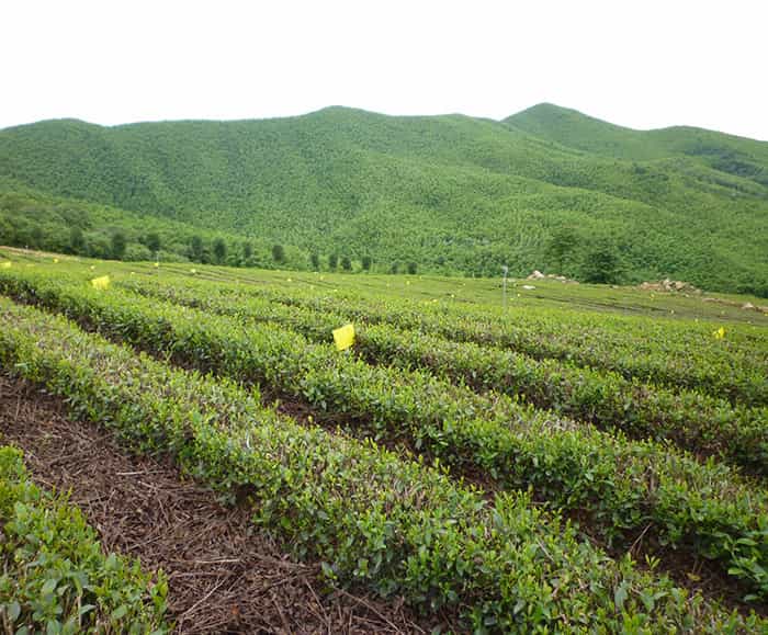 溧陽天目湖白茶貴在哪兒？